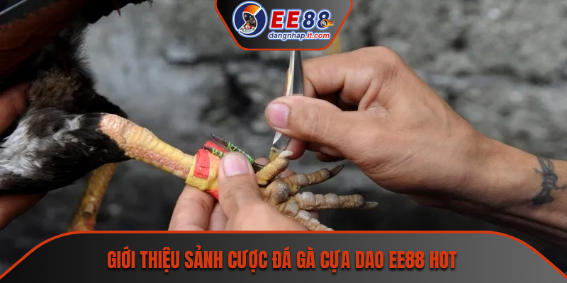 Giới thiệu sảnh cược đá gà cựa dao EE88 hot
