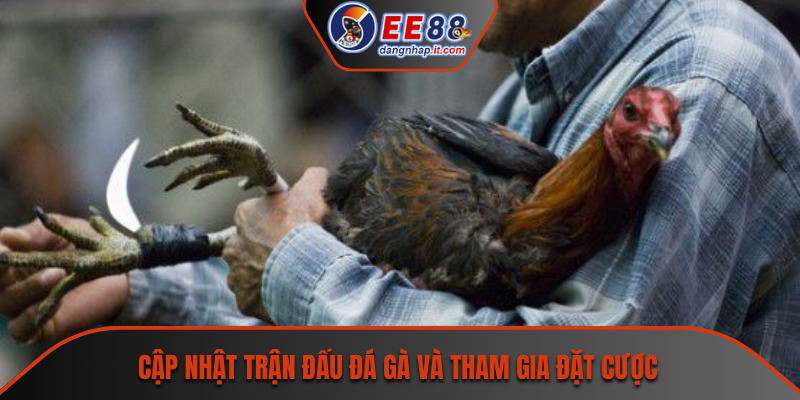 Cập nhật trận đấu đá gà và tham gia đặt cược