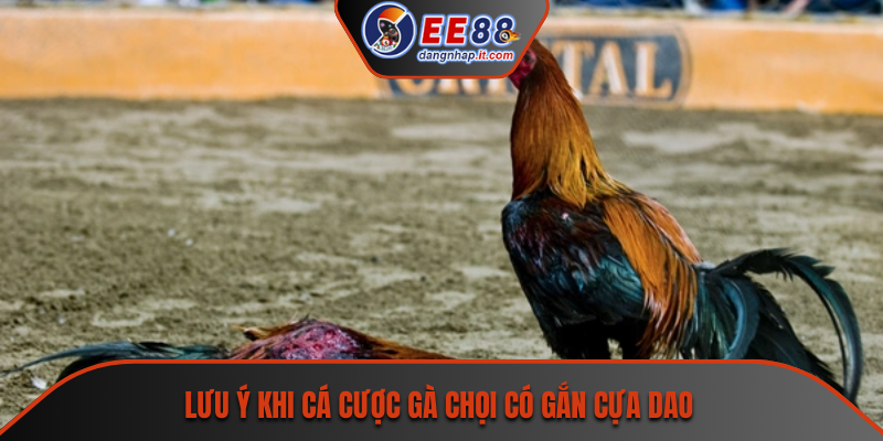 Lưu ý khi cá cược gà chọi có gắn cựa dao